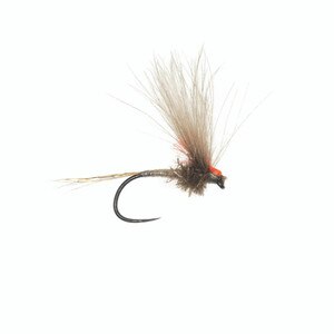Umpqua Antonios's Adult in PMD